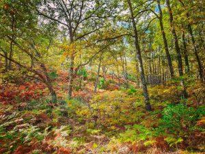 Colores de Otoño