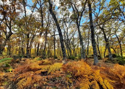 Otoño